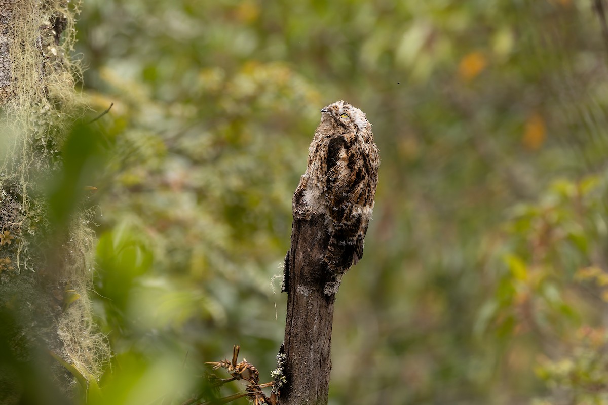 Andean Potoo - ML637293610