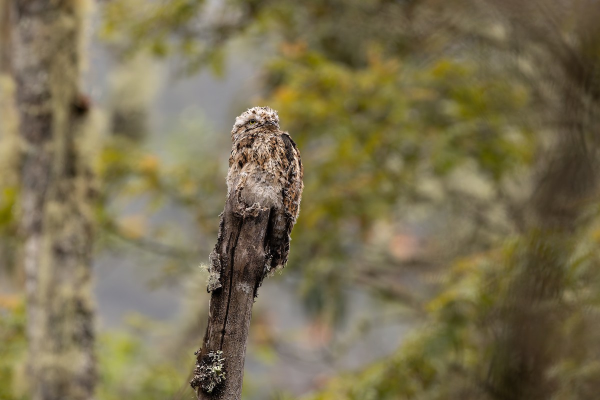 Andean Potoo - ML637293615