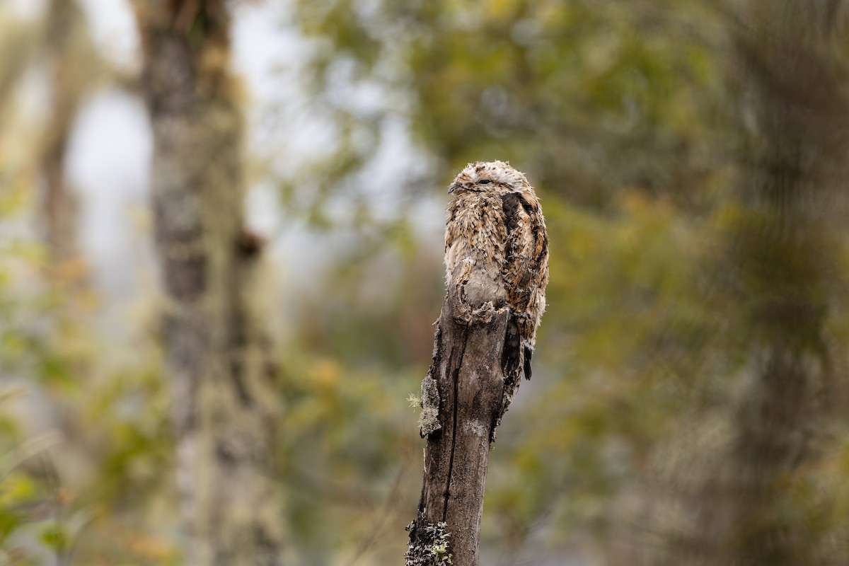 Andean Potoo - ML637293616