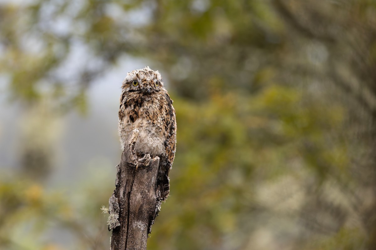 Andean Potoo - ML637293618