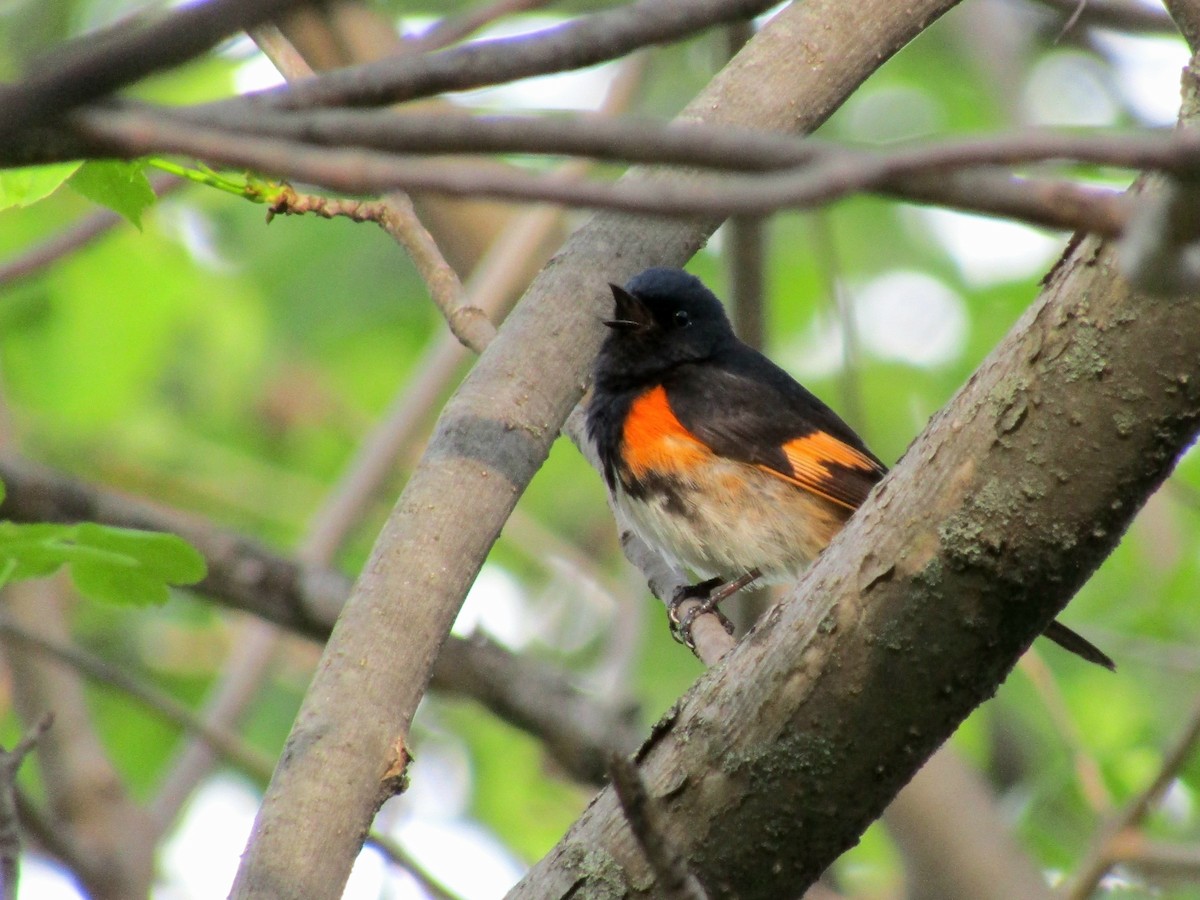 American Redstart - ML637293749