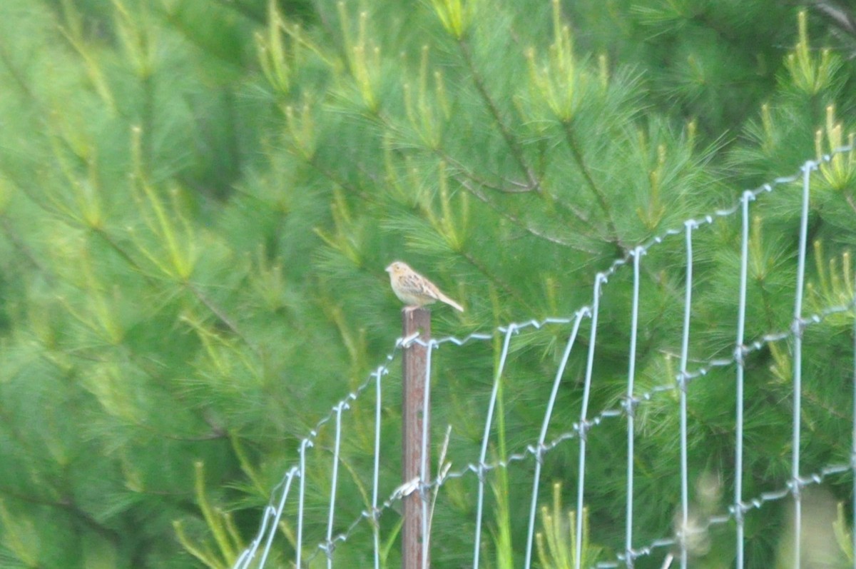 Grasshopper Sparrow - ML637293772