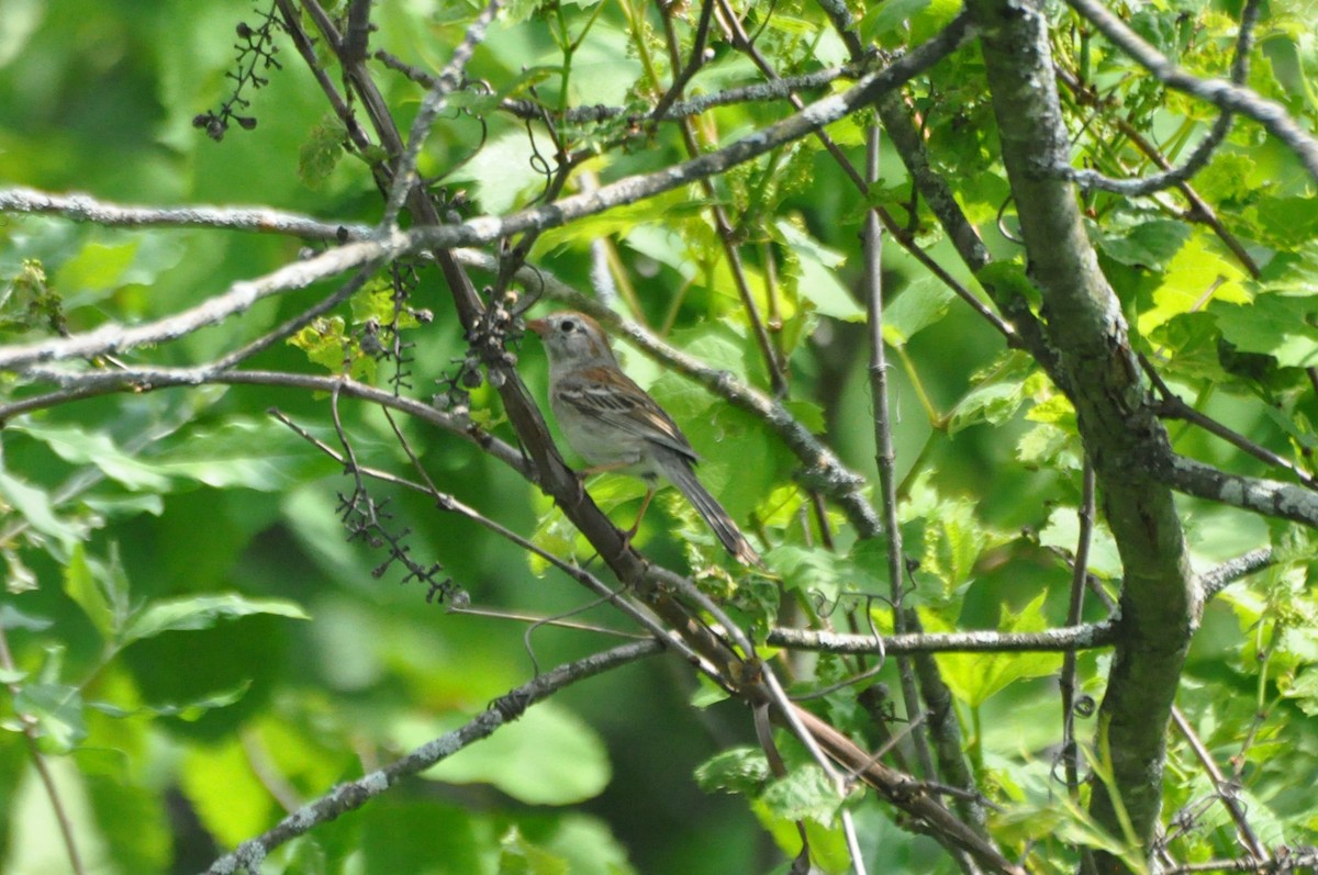 Field Sparrow - ML637293797