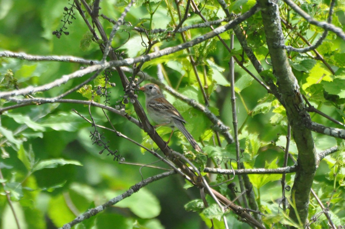 Field Sparrow - ML637293798