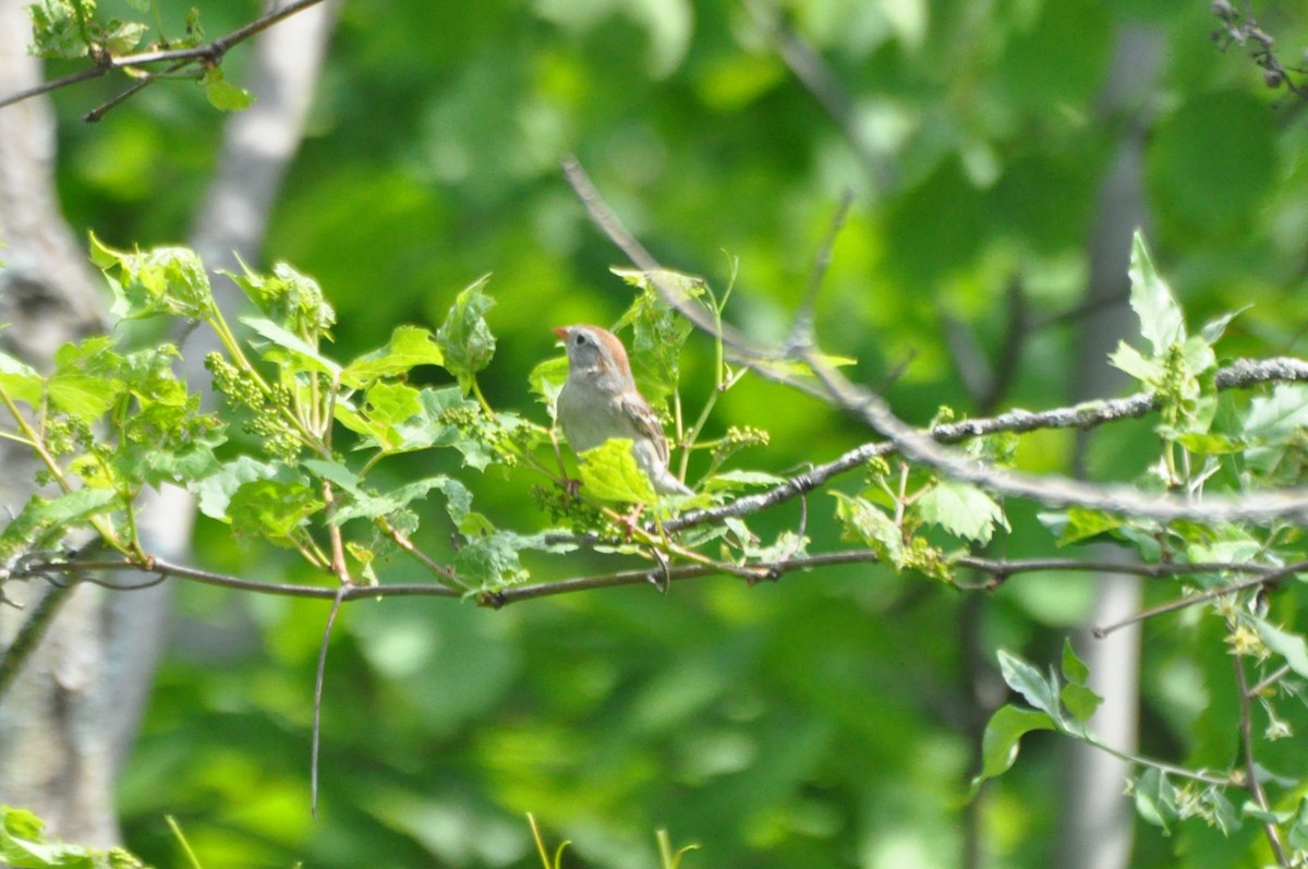 Field Sparrow - ML637293800