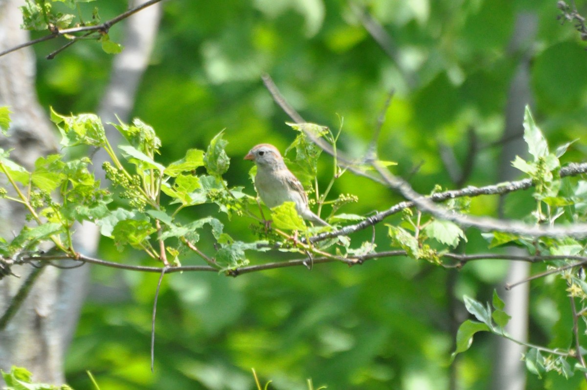 Field Sparrow - ML637293801