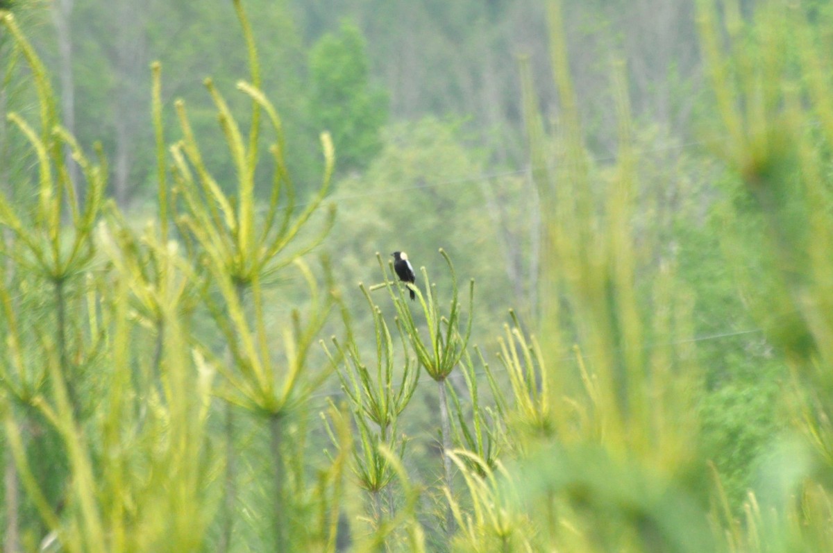 Bobolink - ML637293812