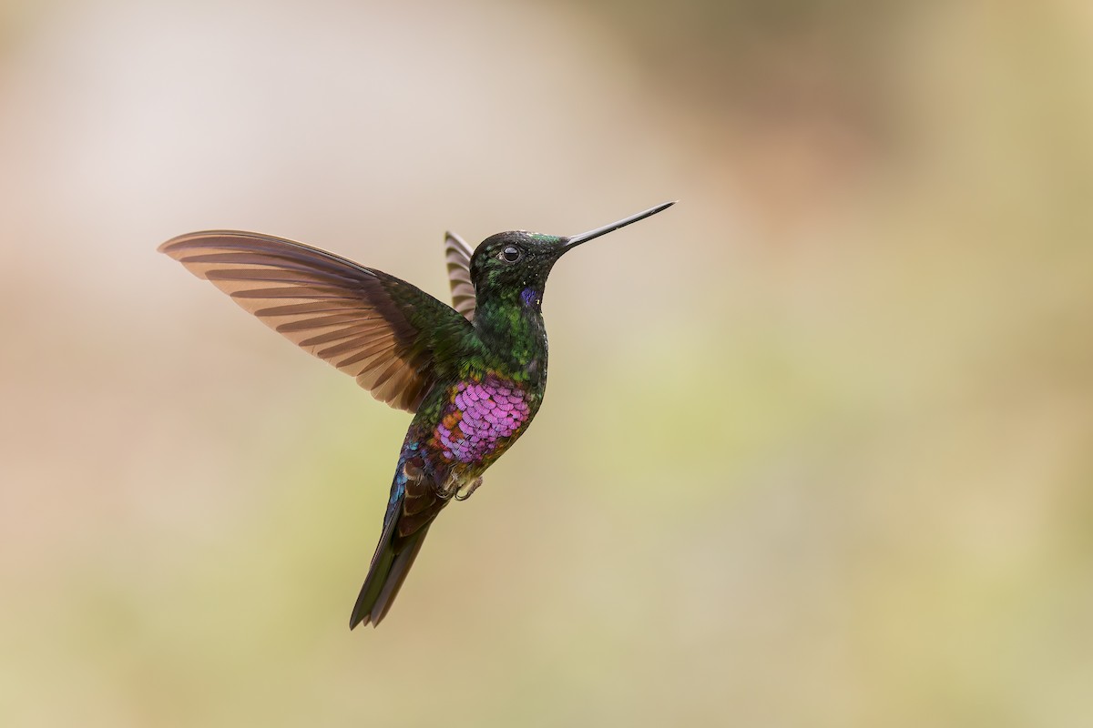 Blue-throated Starfrontlet - ML637293892