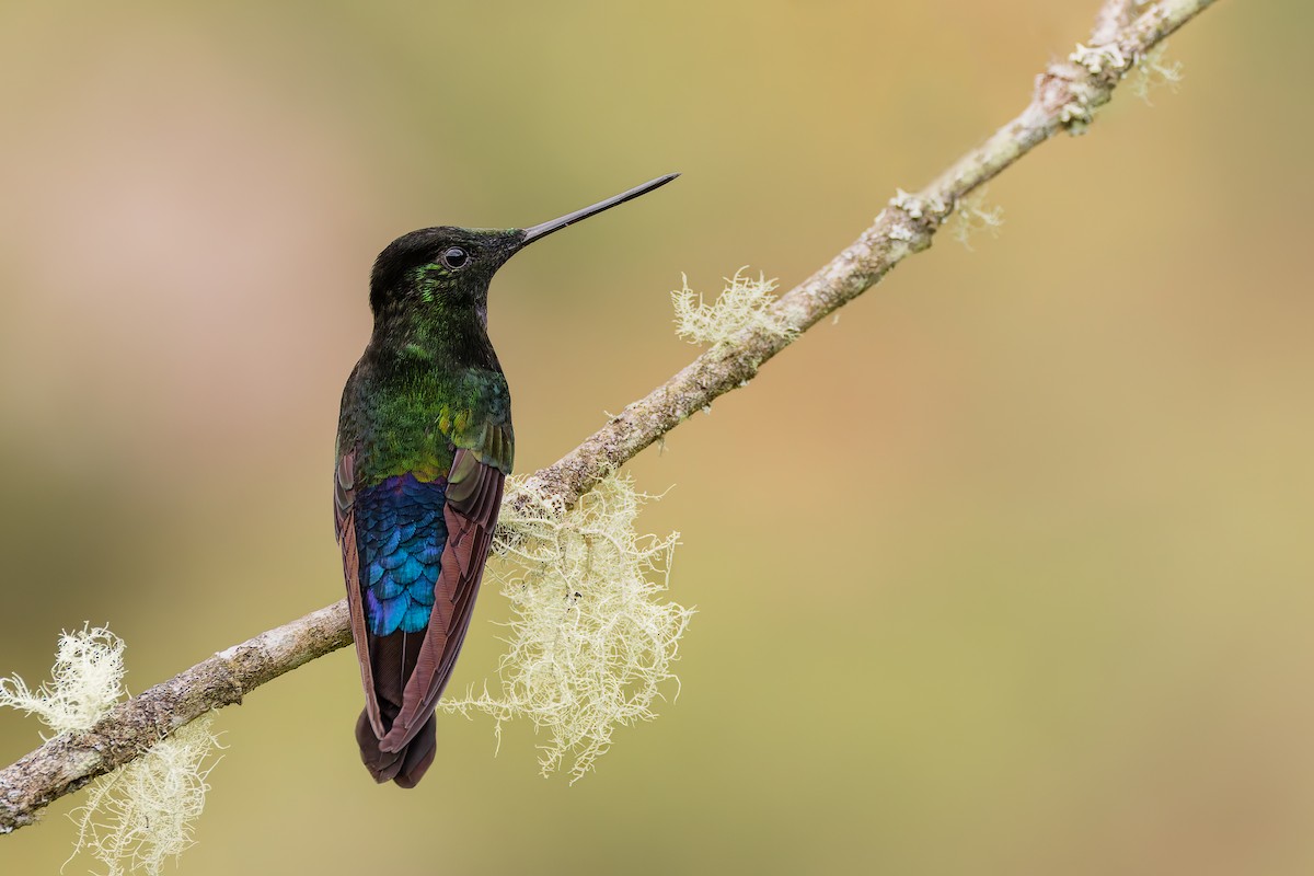 Blue-throated Starfrontlet - ML637293893