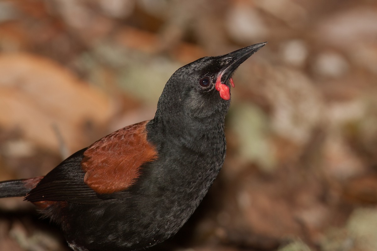 North Island Saddleback - ML637293908