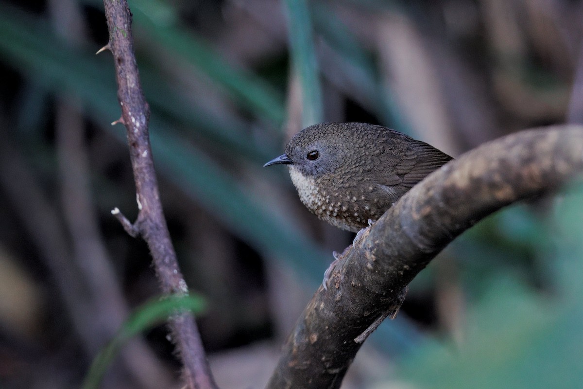 Naga Wren-Babbler - ML637293924