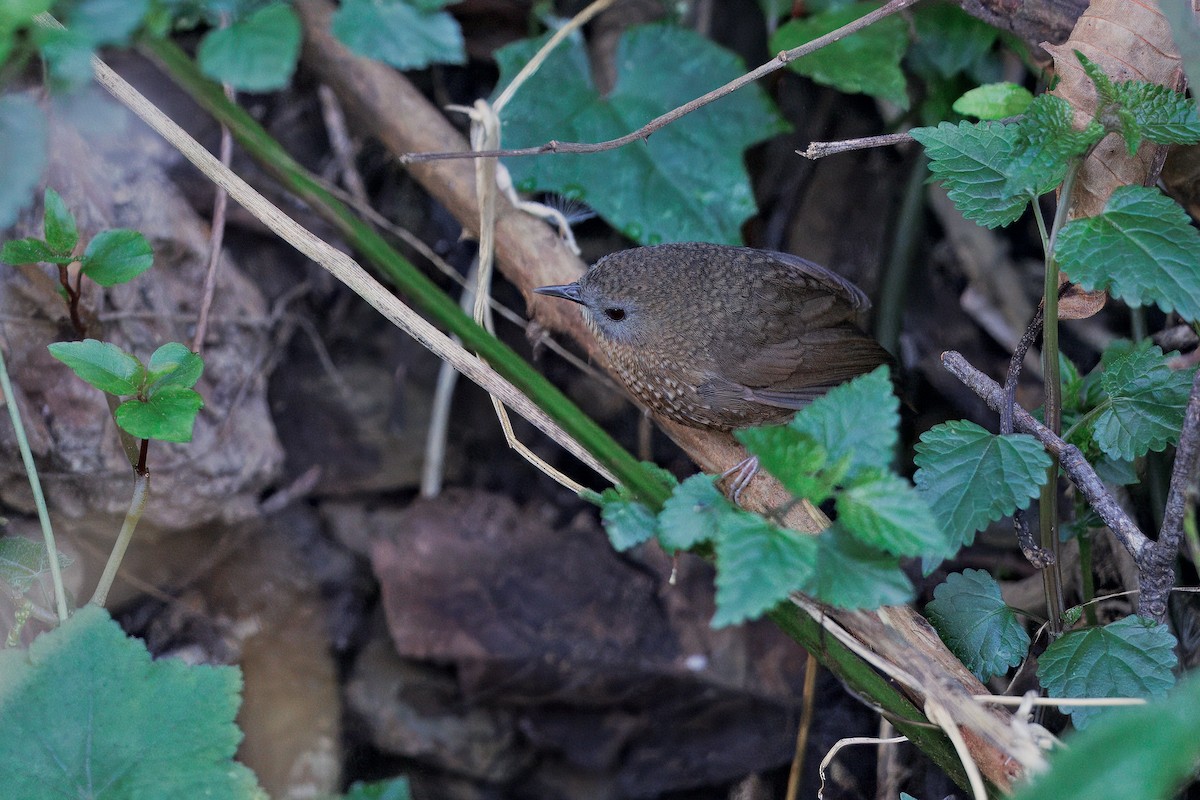 Naga Wren-Babbler - ML637293925