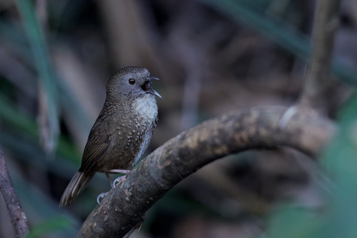 Naga Wren-Babbler - ML637293926