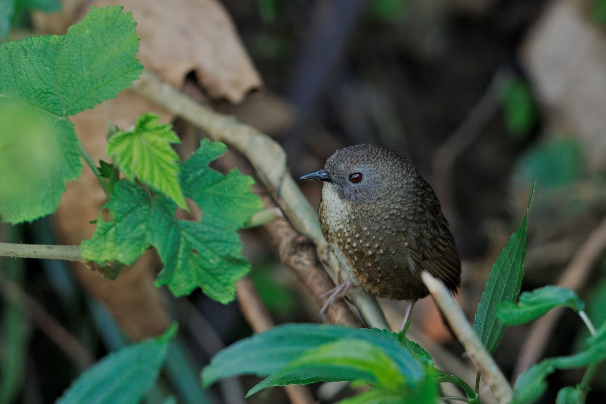 Naga Wren-Babbler - ML637293927
