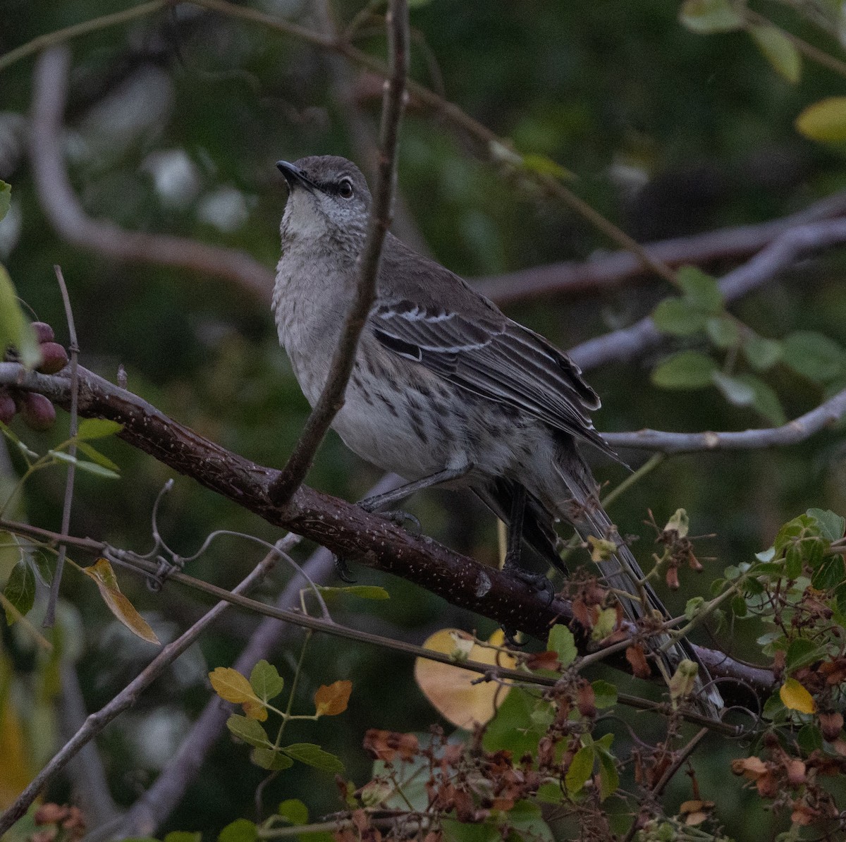 Bahama Mockingbird - ML637293977