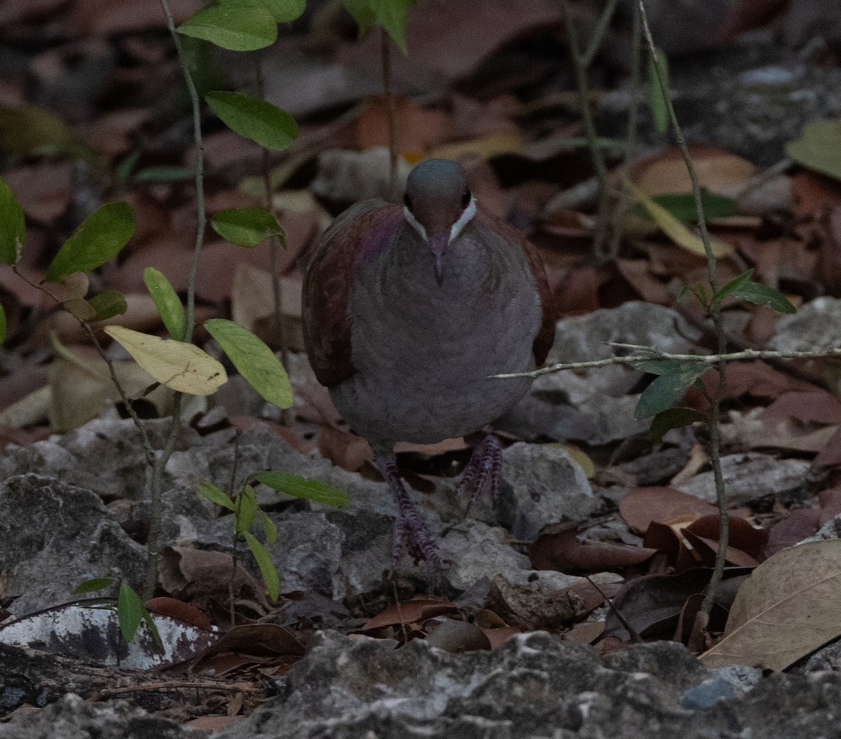 Key West Quail-Dove - ML637294006
