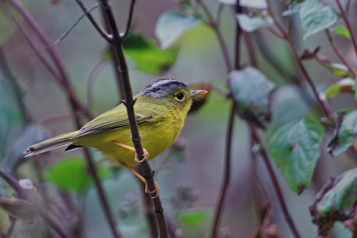 Gray-crowned Warbler - ML637294087