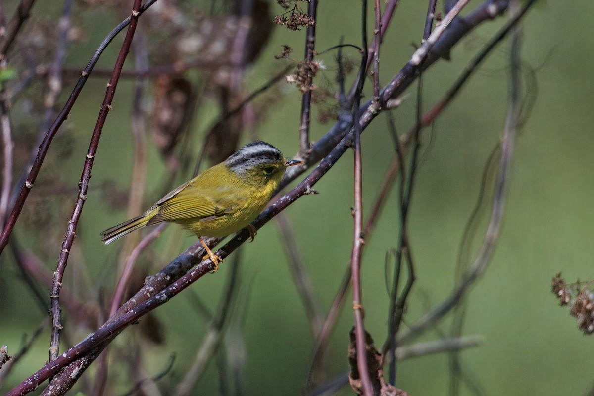 Gray-crowned Warbler - ML637294089