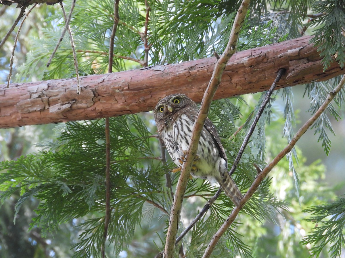 Northern Pygmy-Owl - ML637294100