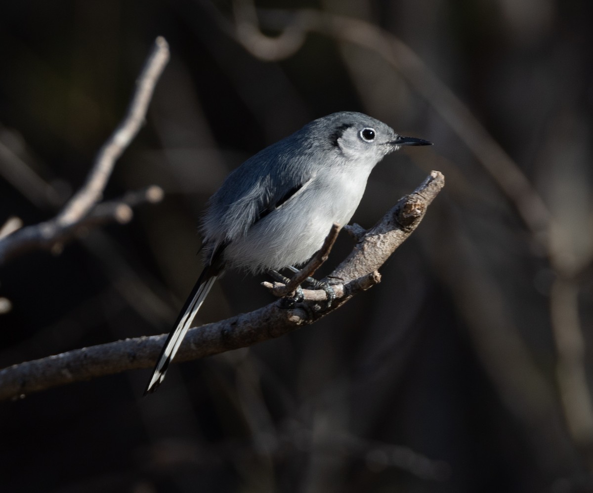 Cuban Gnatcatcher - ML637294113