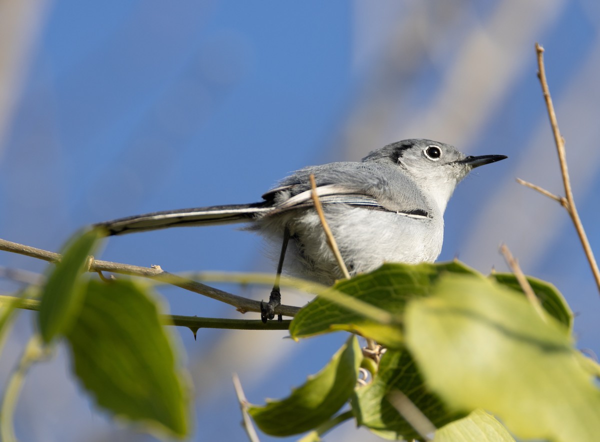 Cuban Gnatcatcher - ML637294114