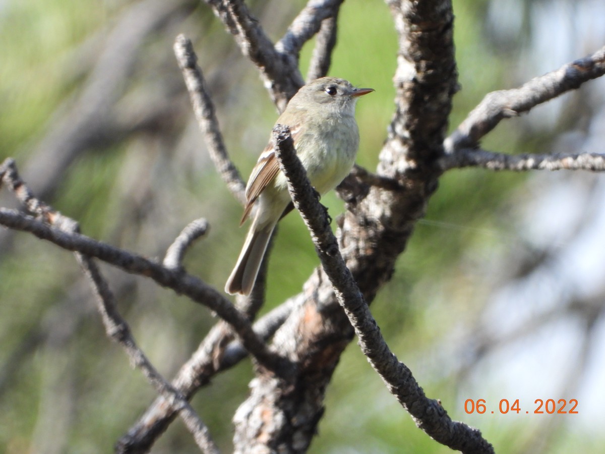 Dusky Flycatcher - ML637294117