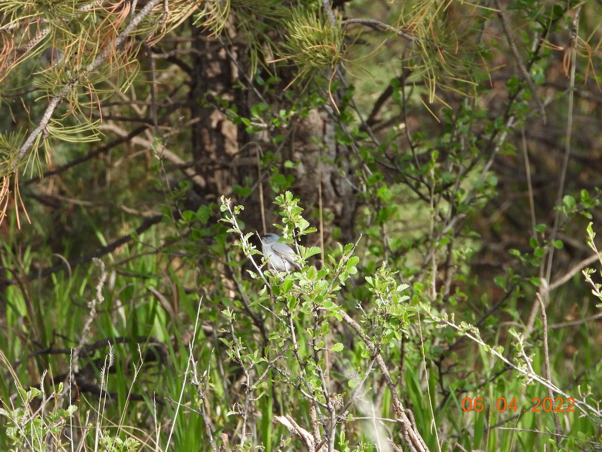Blue-gray Gnatcatcher - ML637294125