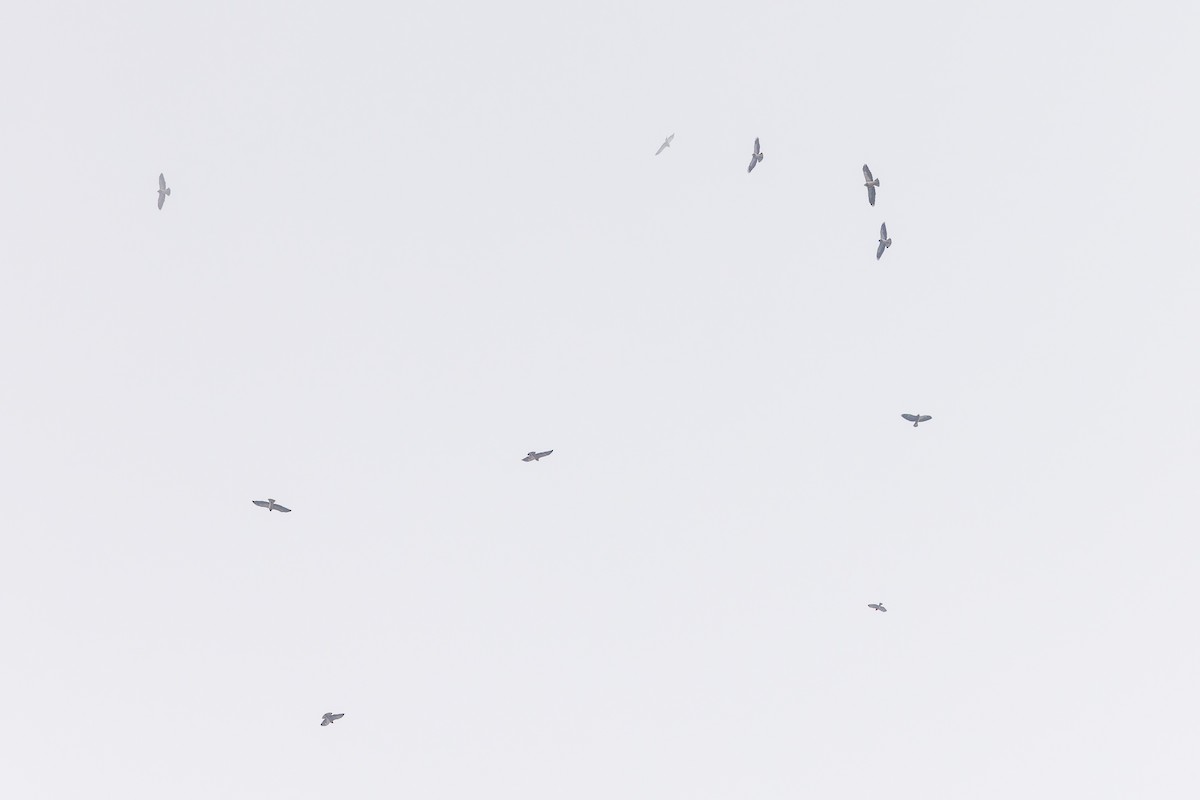 Swainson's Hawk - ML637294197