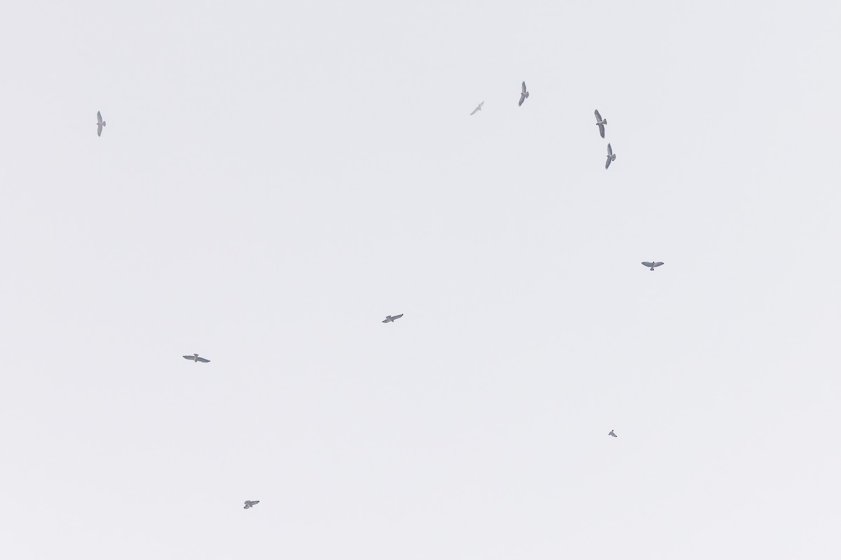 Swainson's Hawk - ML637294198