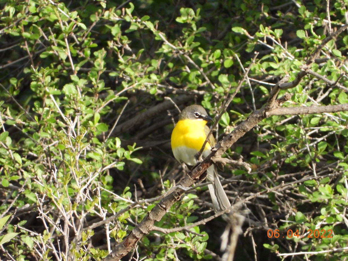 Yellow-breasted Chat - ML637294226