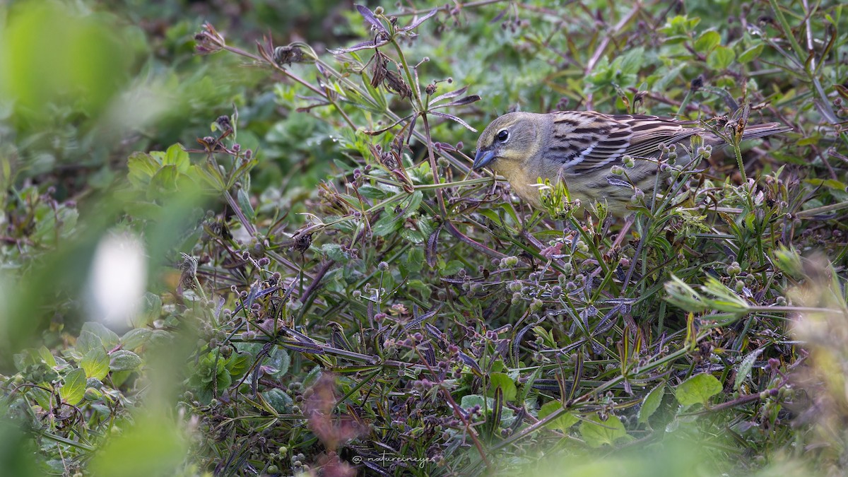 strnad podhorský - ML637294231