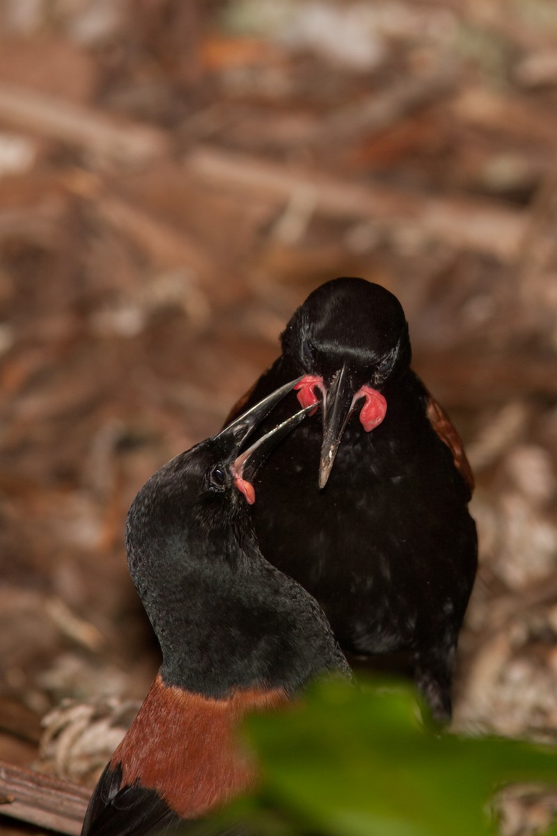 North Island Saddleback - ML637294274