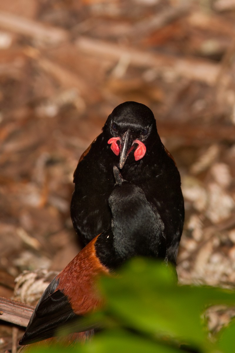 North Island Saddleback - ML637294275