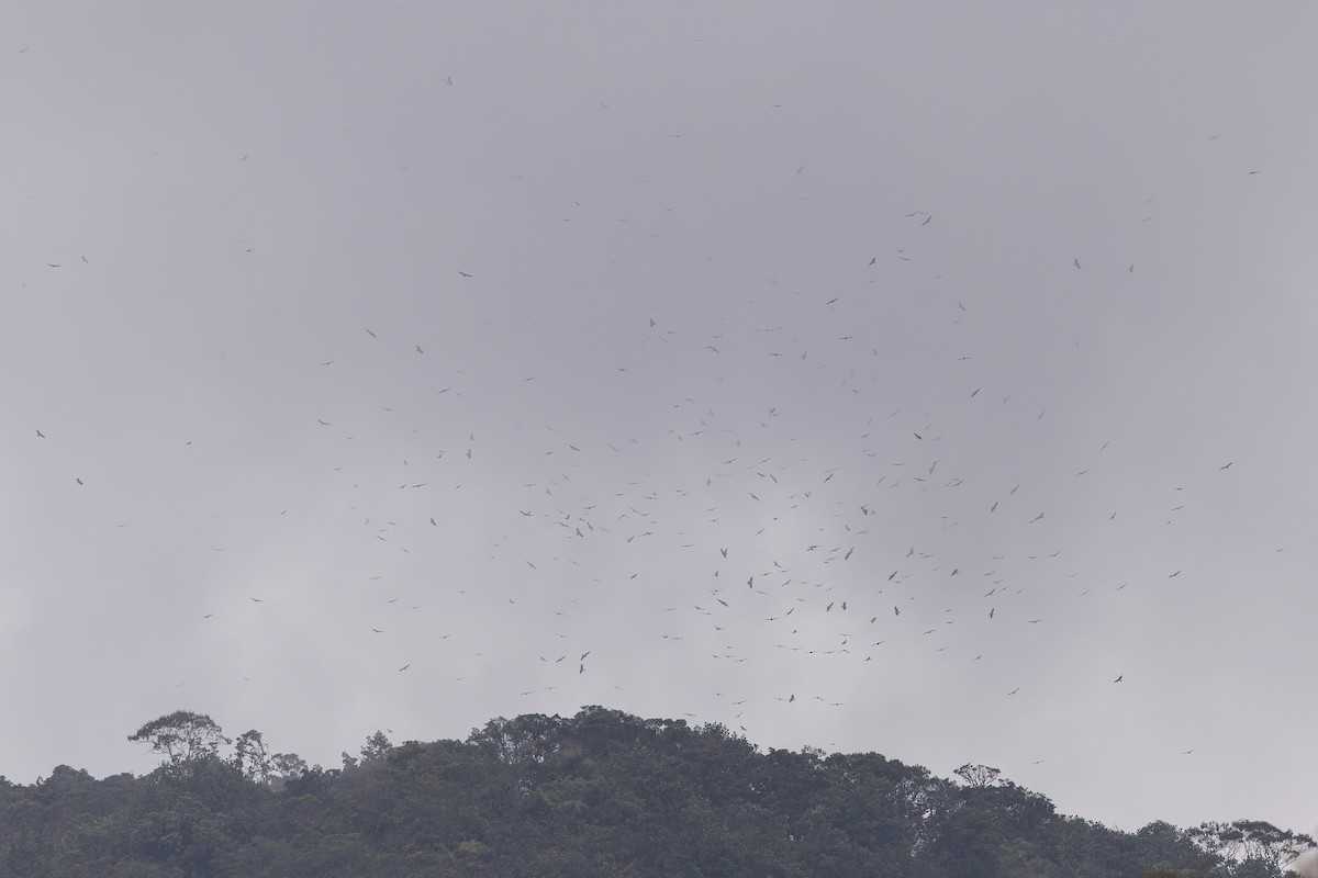 Broad-winged Hawk - ML637294325