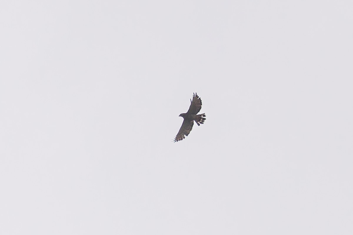 Broad-winged Hawk - ML637294340