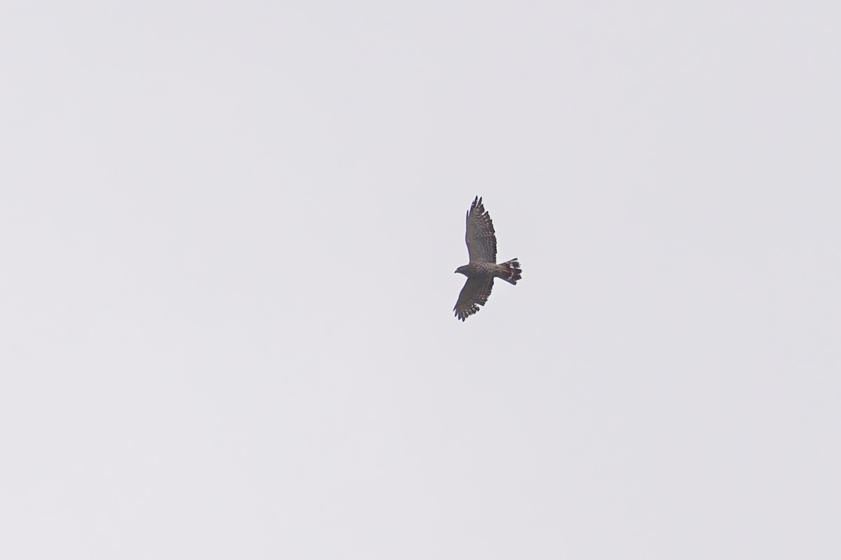 Broad-winged Hawk - ML637294341