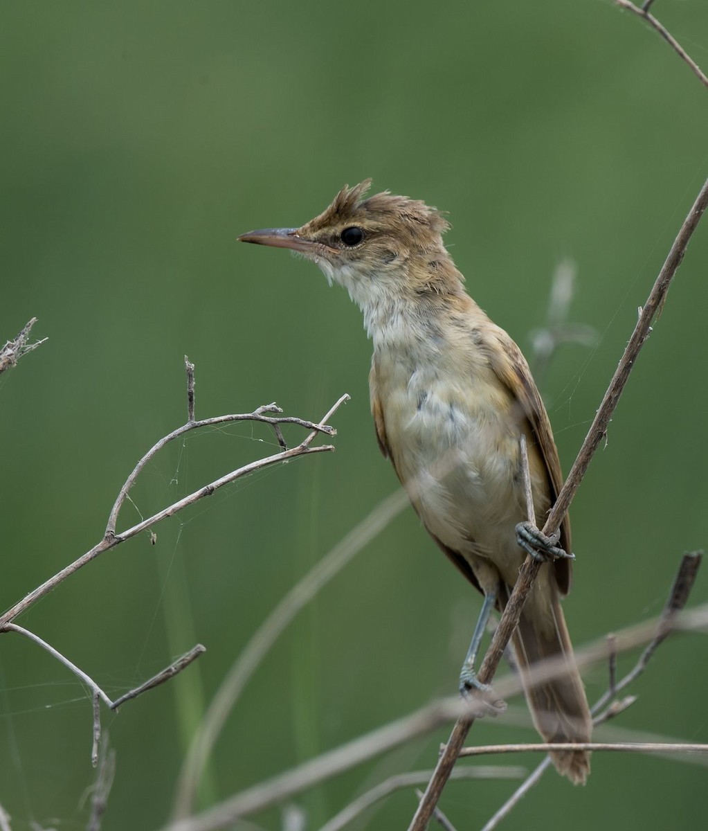 Oriental Reed Warbler - Kai Pflug