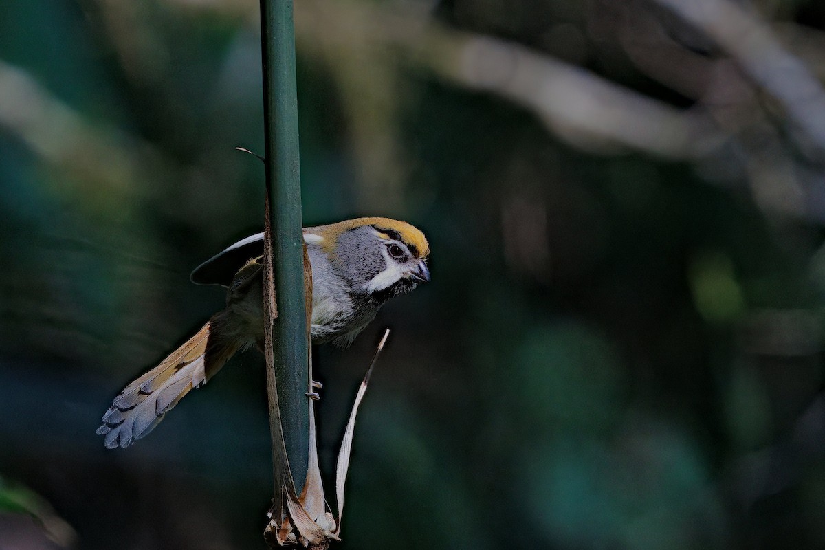 Black-throated Parrotbill - ML637294452