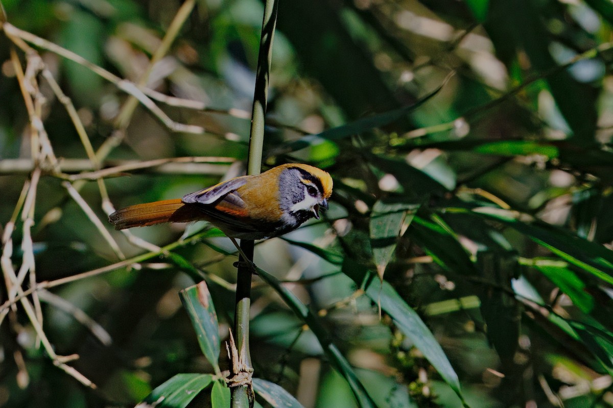 Black-throated Parrotbill - ML637294453
