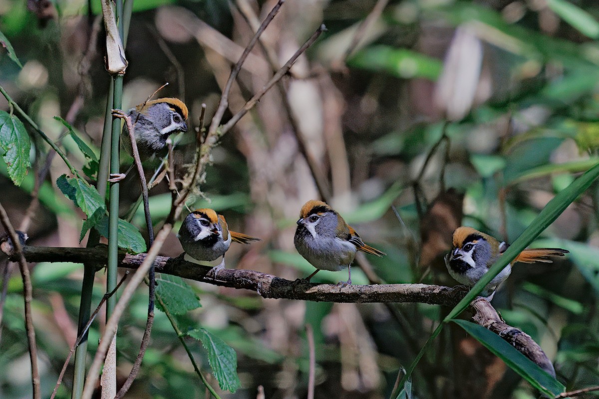 Black-throated Parrotbill - ML637294455