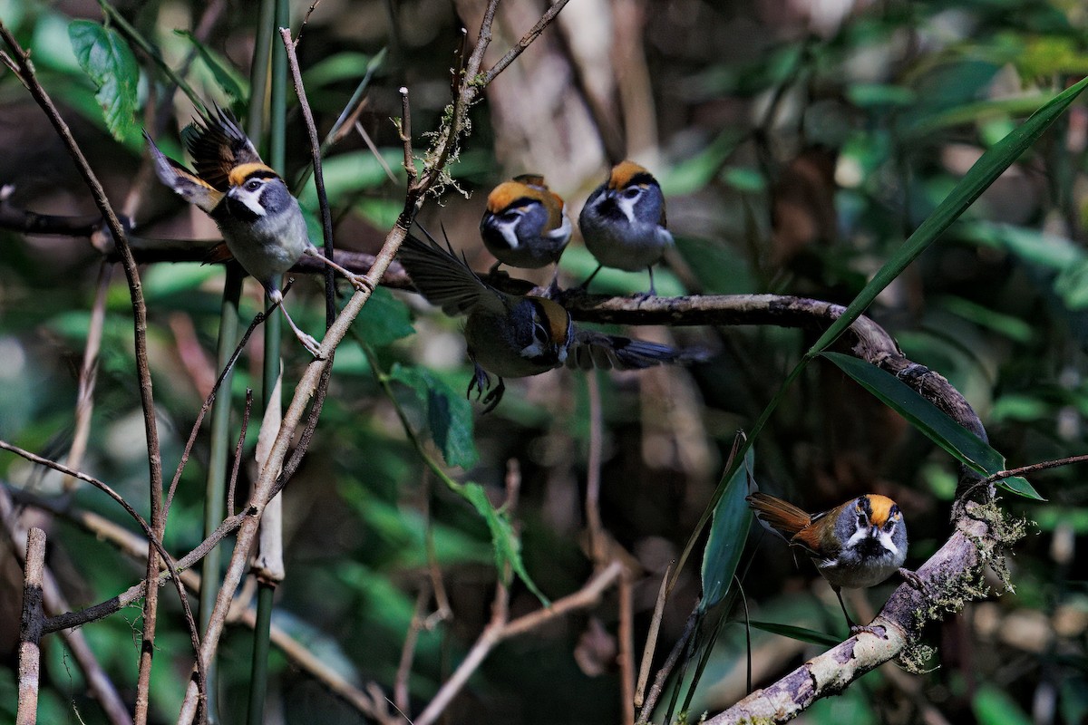 Black-throated Parrotbill - ML637294456
