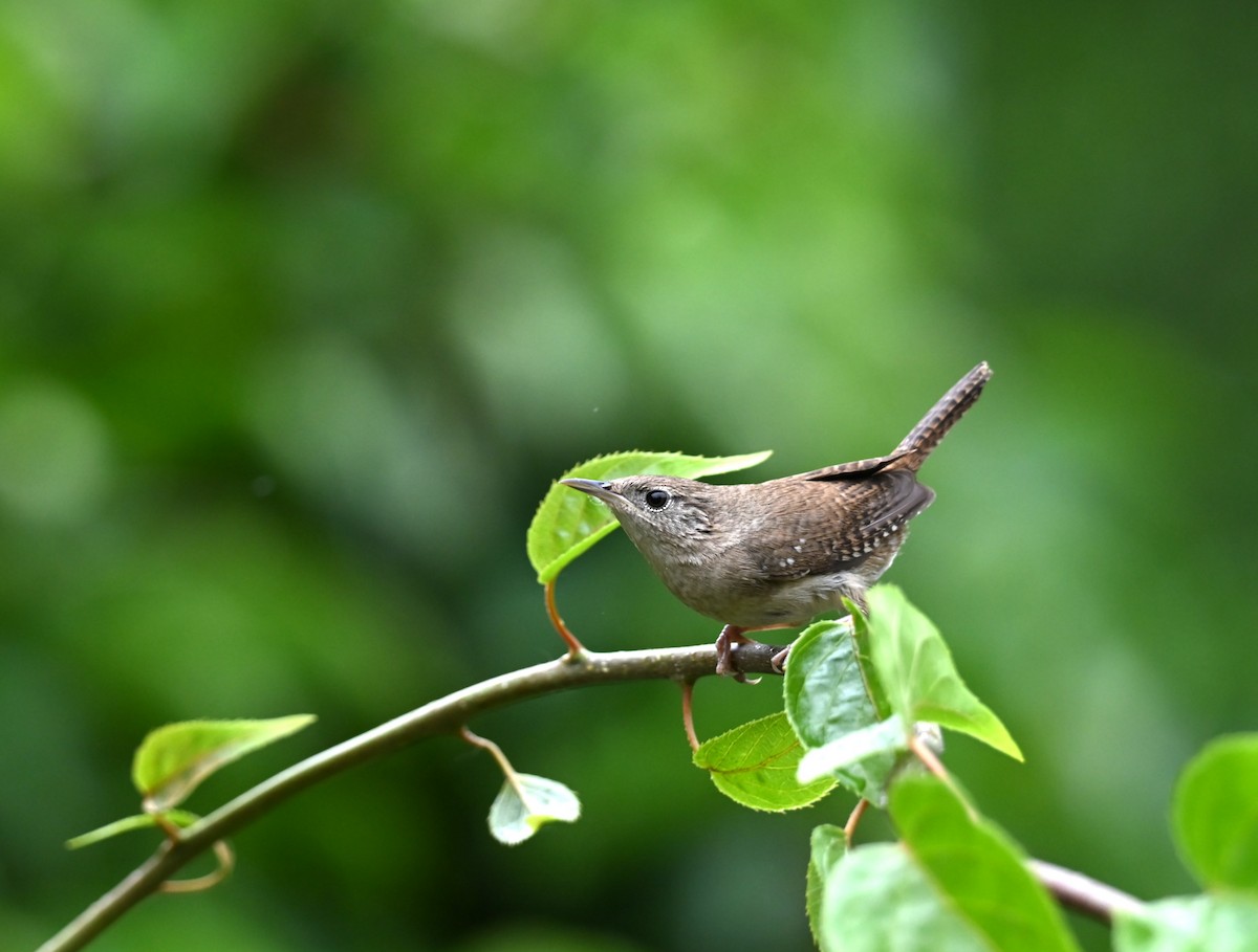 Troglodyte familier - ML637294470