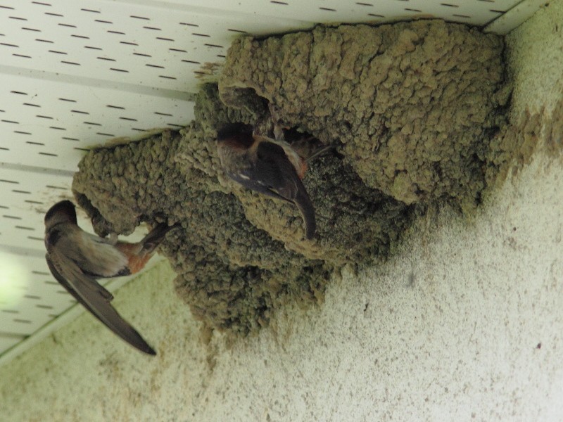 Cliff Swallow - ML637294479