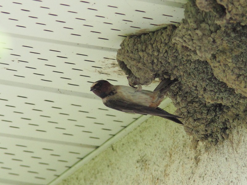 Cliff Swallow - ML637294509