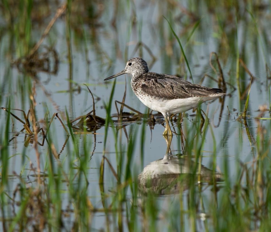 Common Greenshank - ML63729451