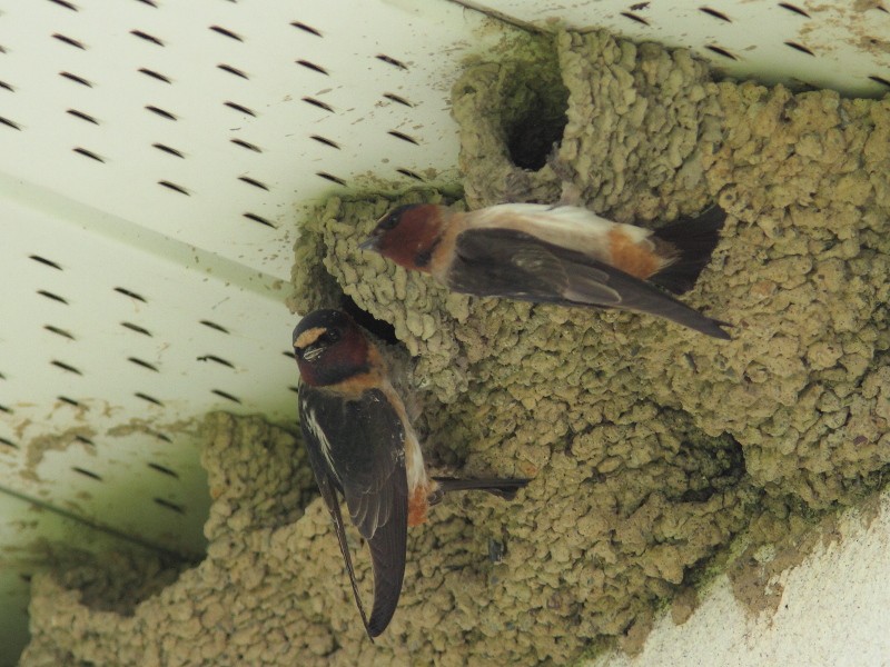 Cliff Swallow - ML637294515