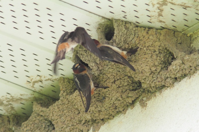 Cliff Swallow - ML637294520