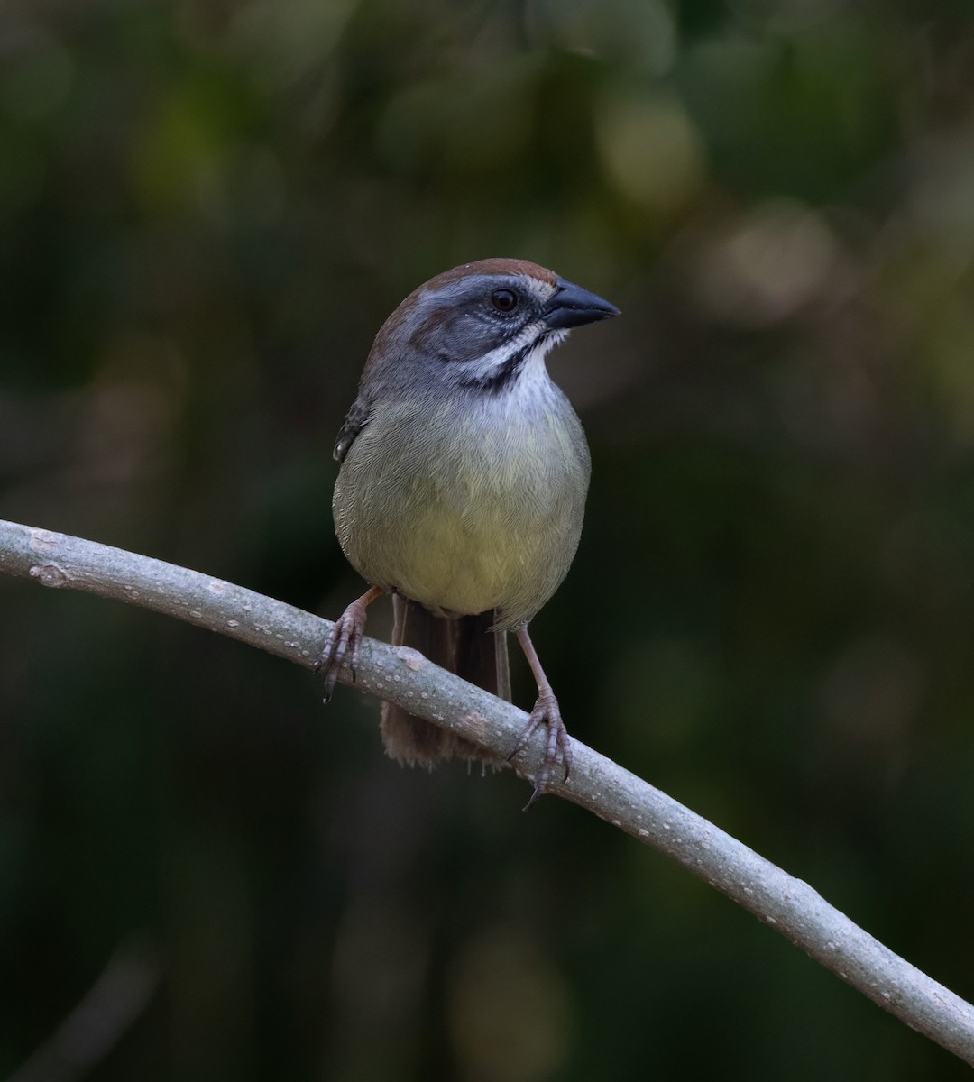 Zapata Sparrow - ML637294573