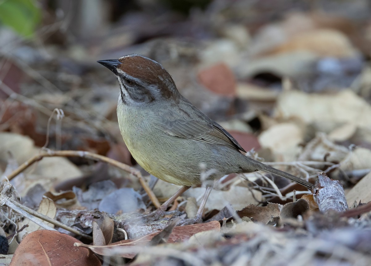 Zapata Sparrow - ML637294574