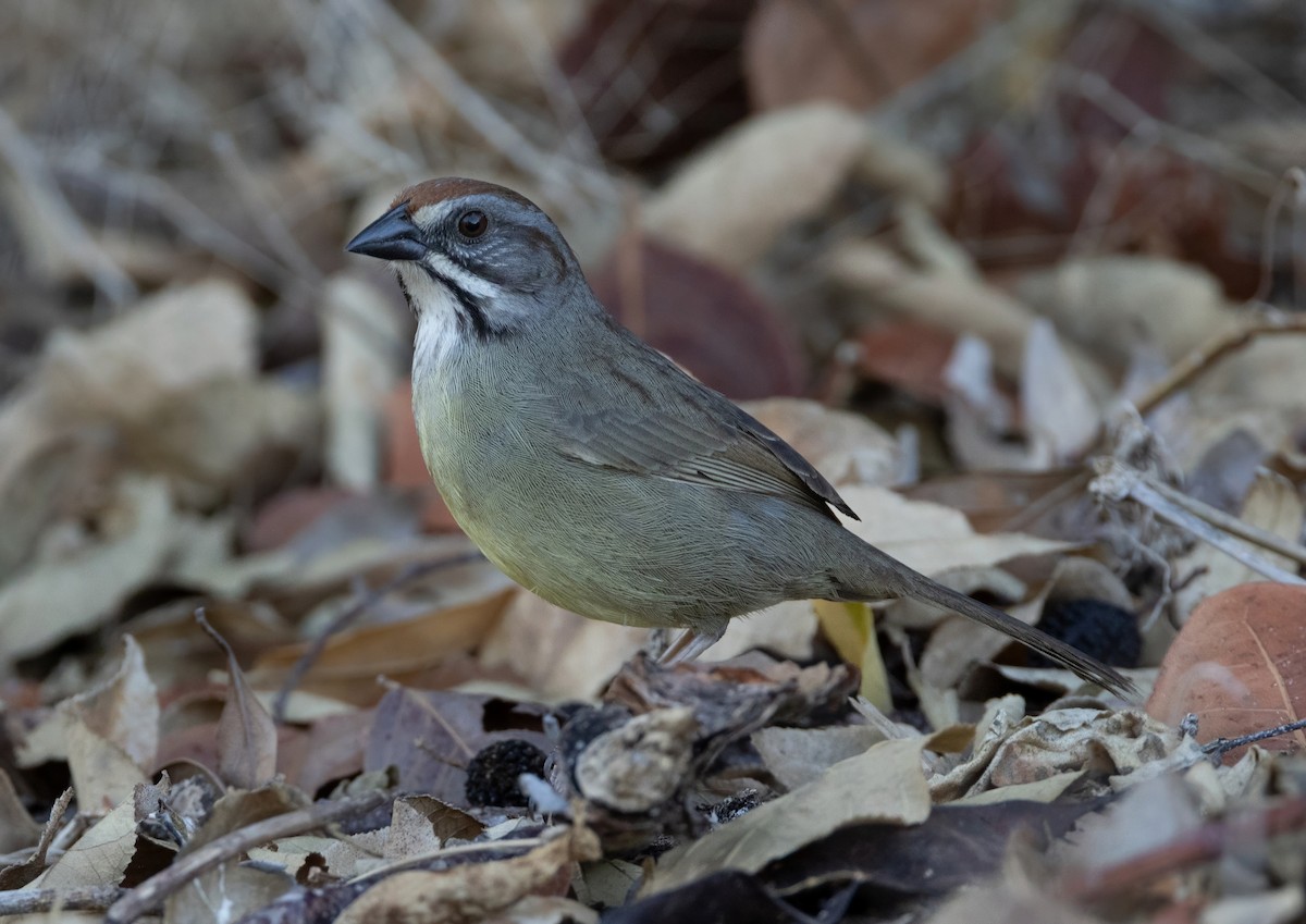 Zapata Sparrow - ML637294575